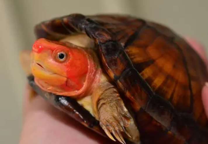 Small red-faced turtles and large red-faced turtles