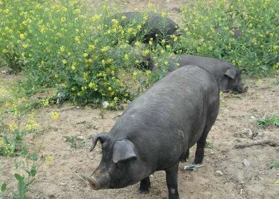 What kind of pig will be produced by mating Taihu pig with Duroc?