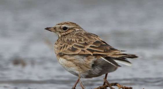 The call of the great horn of the sandlark hen