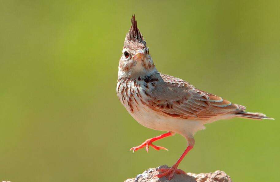 Latest male bird crested lark picture