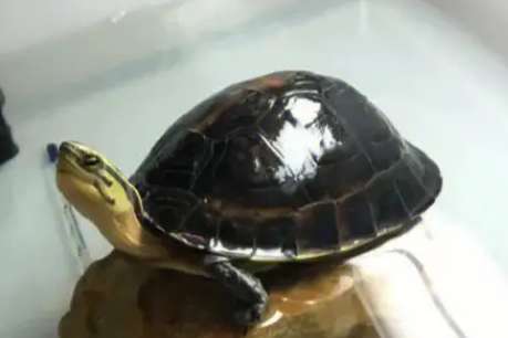 I have raised Anbu turtles for decades