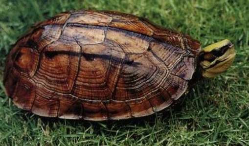 2023 Stone Turtle Seedlings Price Quotes