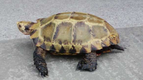 Pictures of mountain turtles worth 150,000