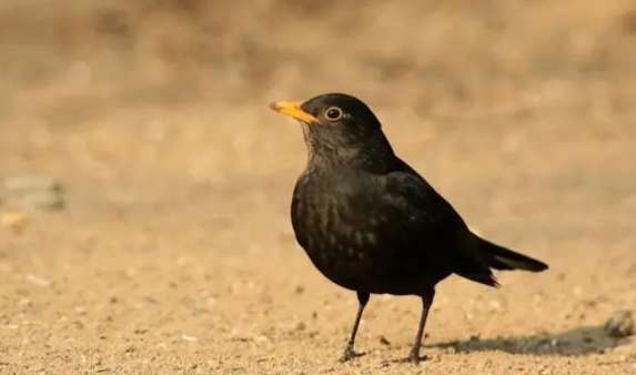 Feng shui superstitions about blackbirds