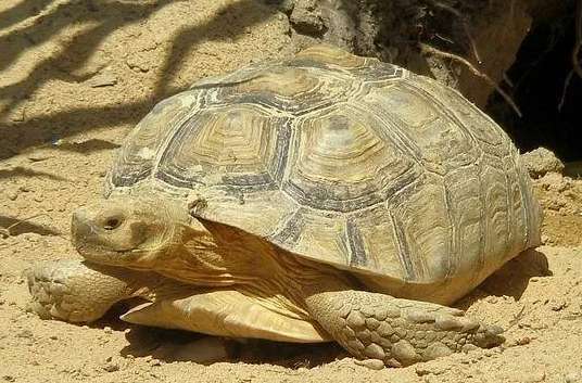 50kg sulcata tortoise for sale