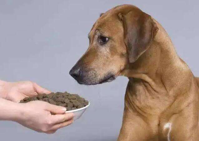 Describing a person as feeding an unfamiliar dog
