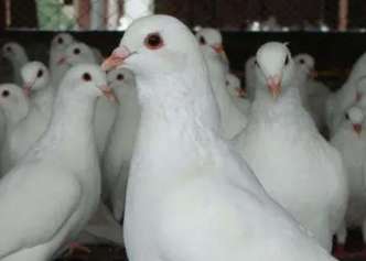 Can male pigeons thrive after taking Liuwei Dihuang Pills