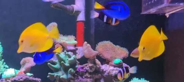 Will blue hanging white spots infect clowns?