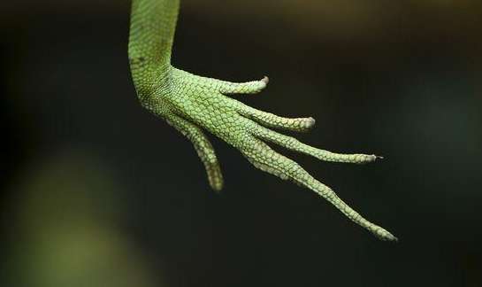 Basilisk lizard foot pictures