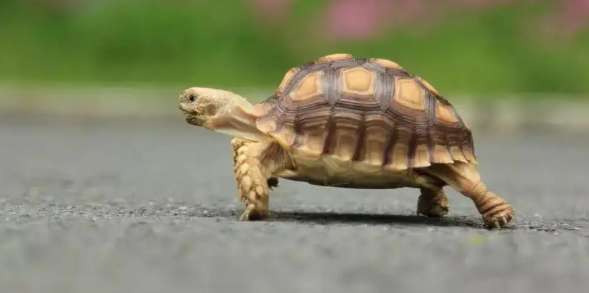 Which tortoises are legal to raise in 2023?