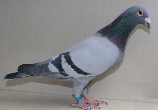 Tunier Characteristics of the Erhua pigeon