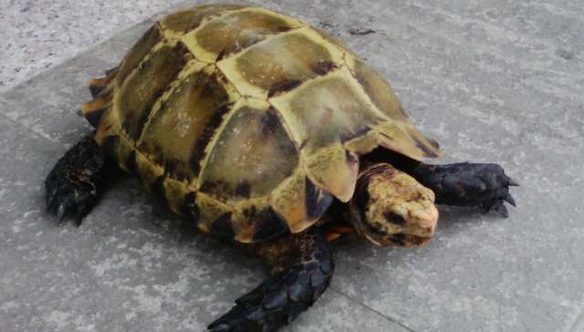 A wild mountain turtle worth 10,000 yuan per pound