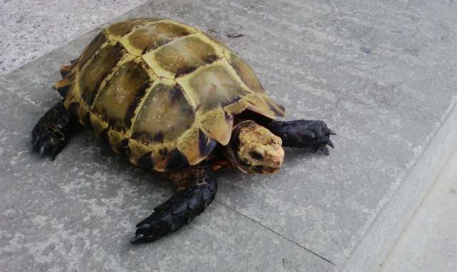 Why do mountain turtles weigh tens of thousands of pounds?