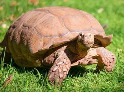 The ban on tortoises will be lifted in 2023