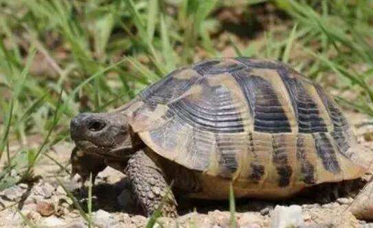 Pilot City for Legally Raising Tortoises in 2023