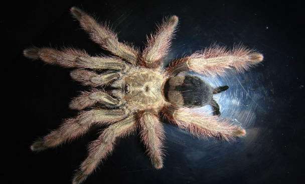 How big is the adult male of the Panamanian golden tarantula?
