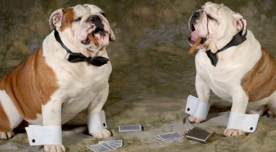 Video of humans and dogs playing poker