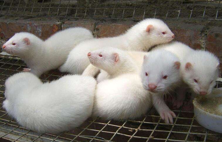 Which is better, ferret or mink coat?