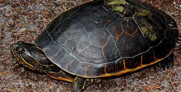 What does chicken turtle mean?