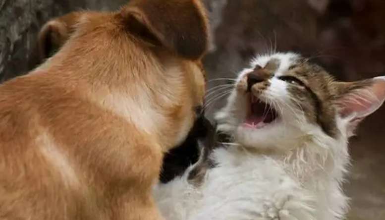 A dog fucks a cat