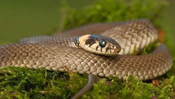 Pictures of rotten grass snakes in rural areas