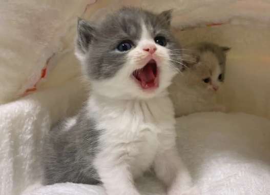 How long does it take for a kitten to open its eyes? What is the specific time?