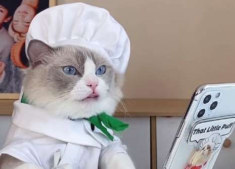 Is Meow Chef Puff a real cat?