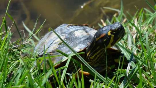 The turtle's back is carved with the birth date and release