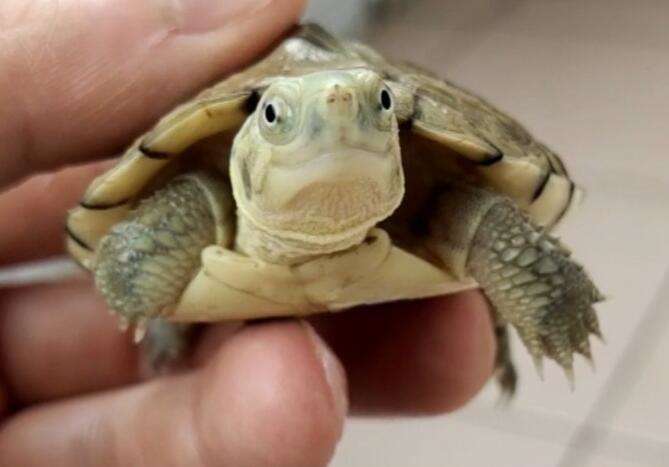 The turtle is smiling strangely