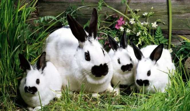 Tips for raising rabbits correctly