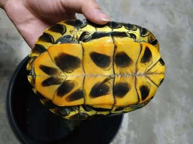 Grand seedling false turtle pictures