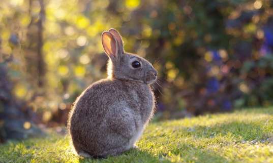 Man buries rabbit alive