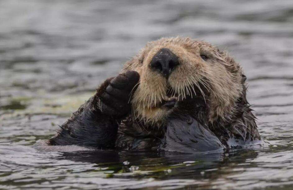 California sea otters die from parasites