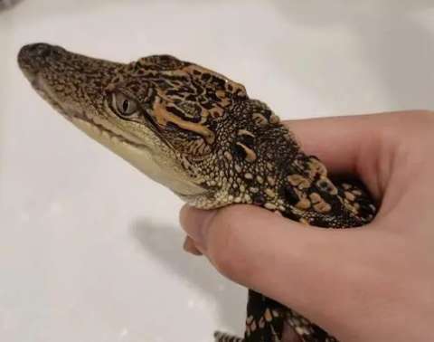 Video of raising baby crocodiles and baby sharks