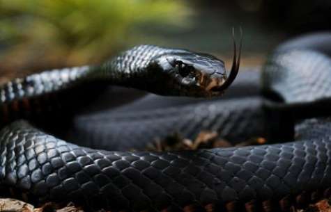Bald guy catches black mamba snake