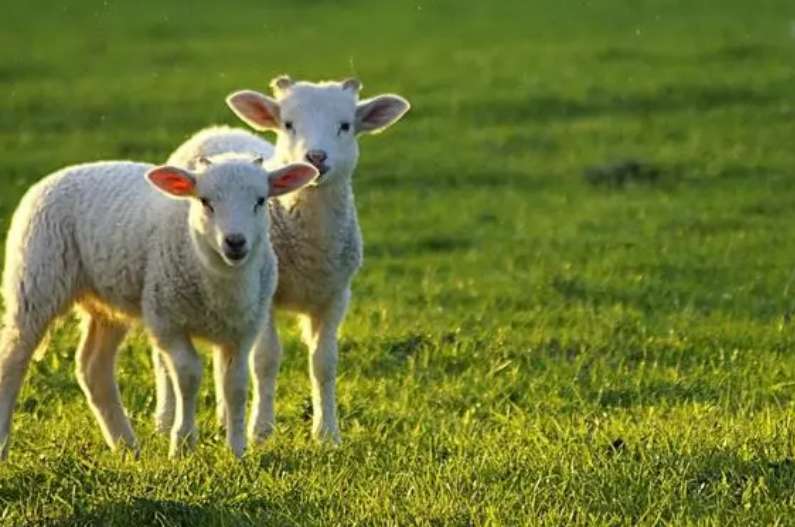 How can a person with a sun and a sheep make the sheep not move?