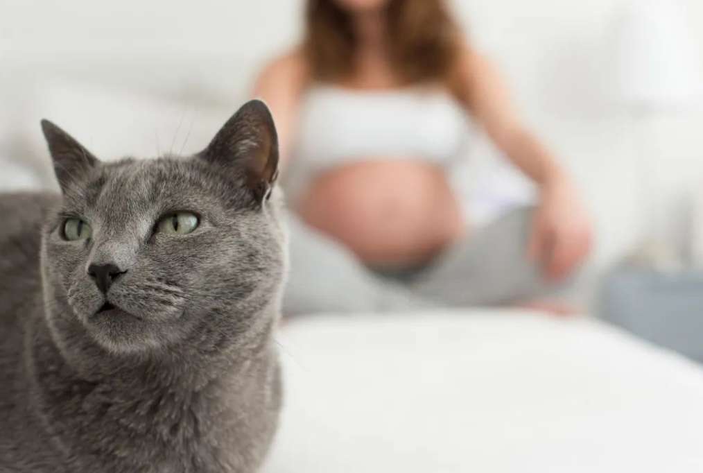 Pregnant women are always worried about being infected with Toxoplasma gondii