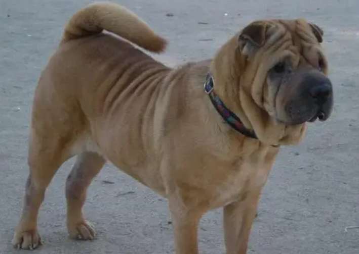 Bully Pictures of mixed-breed dogs