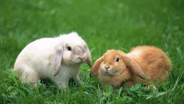 Can humans and rabbits sleep together