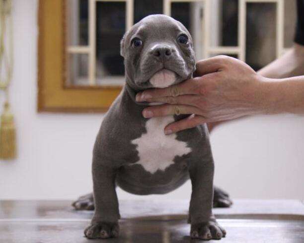 French bull and bully crossbreed pictures