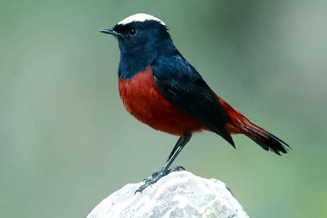 Video of wild white-capped brook robin calling