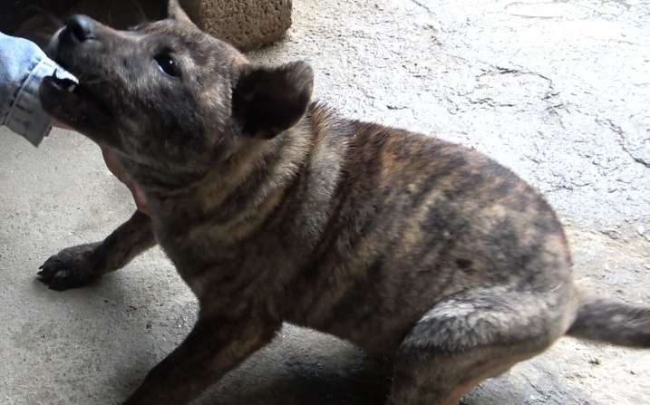 Transfer a three-month-old tabby puppy