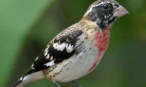 Jeddah bird sounds encyclopedia pictures