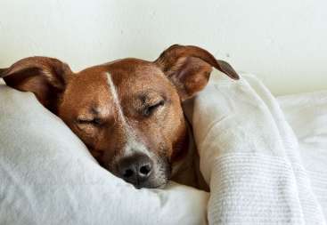 Why Dogs will sleep very hard