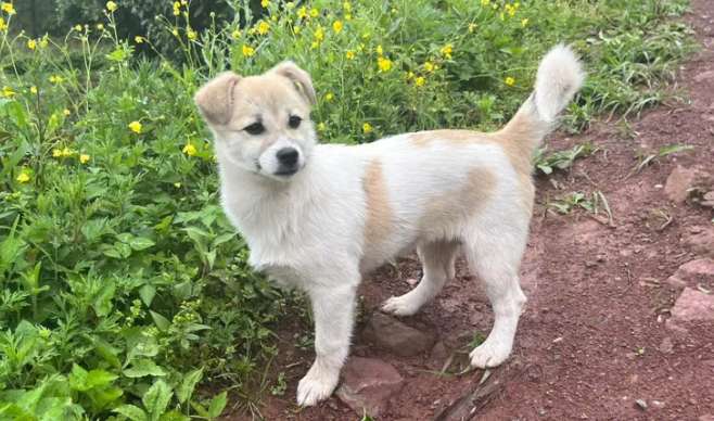 Find the best picture of a native dog’s nose