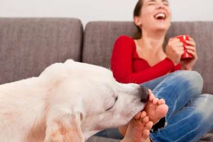 Why do dogs like their owners’ feet?