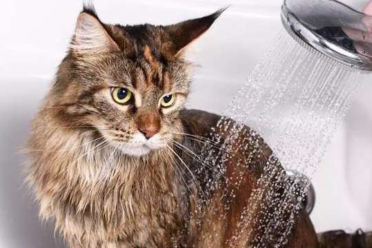 Why do cats smell so good if they don’t take baths?