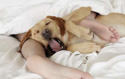 Why do dogs like to sleep on their owner’s bed?