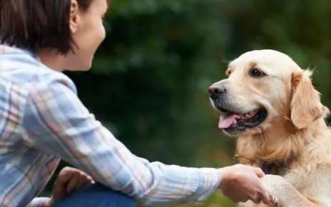 Reasons why dogs like to listen to you