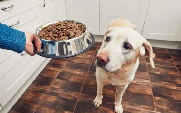 How to tell a dog to eat less dog food